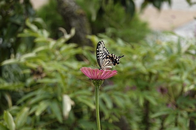 孟菲斯灰熊 孟菲斯灰熊